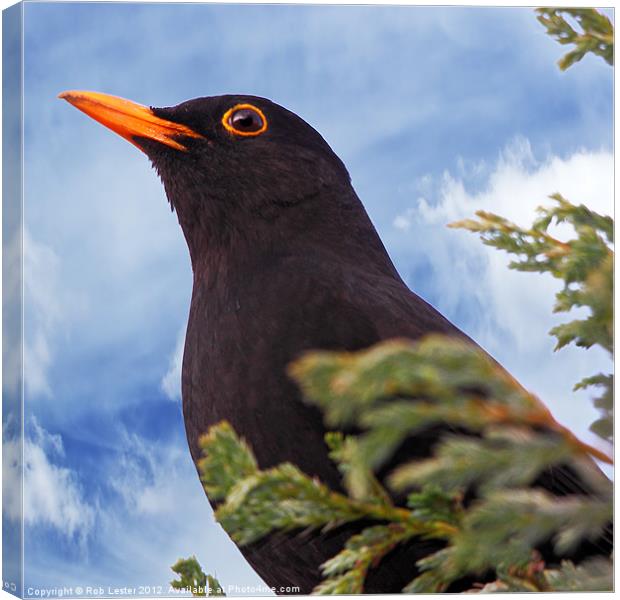 Blackbird Canvas Print by Rob Lester