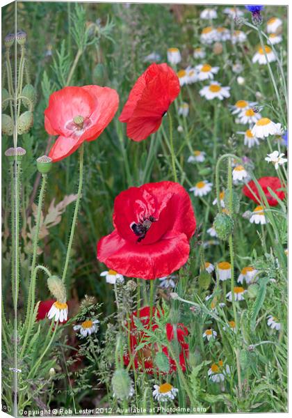 Poppy fields Canvas Print by Rob Lester