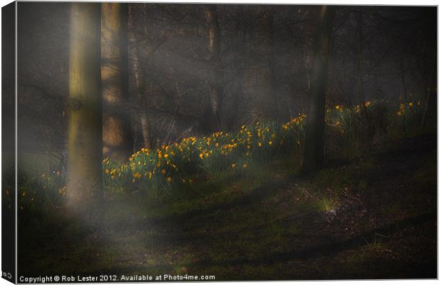 Daffodils by sunlight Canvas Print by Rob Lester