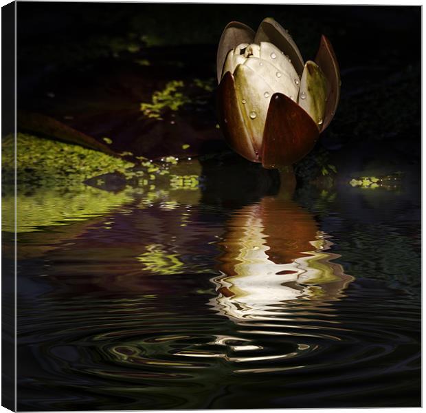 Reflections of a Lily Canvas Print by Rob Lester