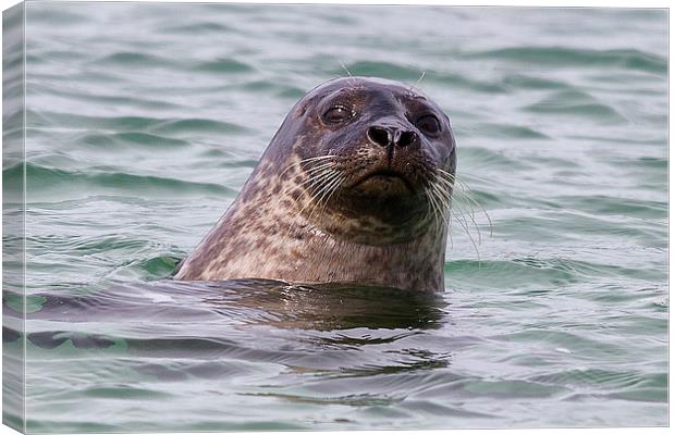  Seal off Skye Canvas Print by Rob Lester