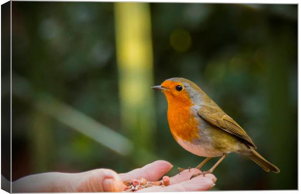 A Robins trust Canvas Print by Rob Lester