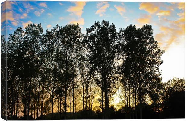 Sunset through the trees Canvas Print by Luke Addison