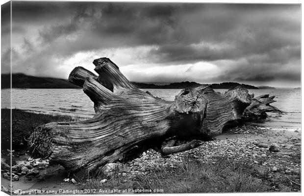 Driftwood Canvas Print by Kenny Partington