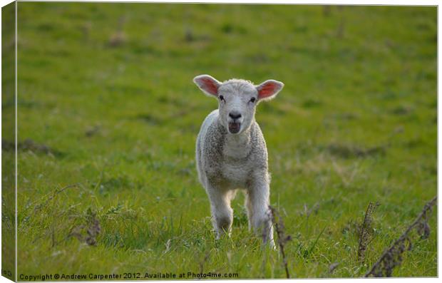 Spring Lamb Calling Canvas Print by Andrew Carpenter