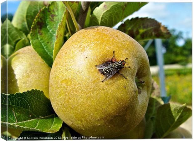 Fly resting on an apple Canvas Print by Andrew Rickinson