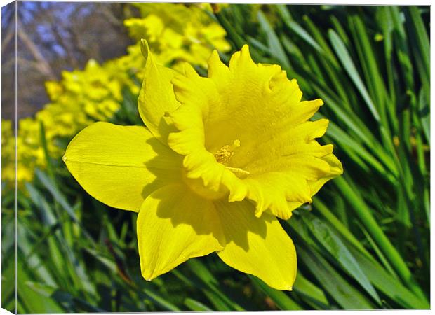 Daffodil Canvas Print by Andrew Rickinson
