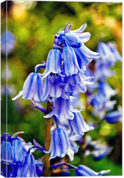 Bluebells Spring Flowers Hyacinthoides Canvas Print by Andy Evans Photos