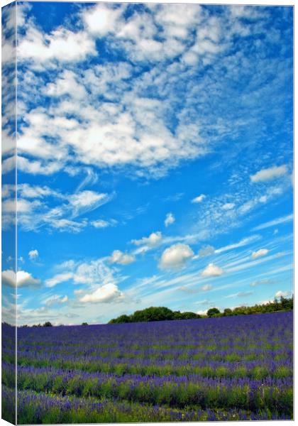 Lavender Field Summer Flowers Cotswolds England Canvas Print by Andy Evans Photos