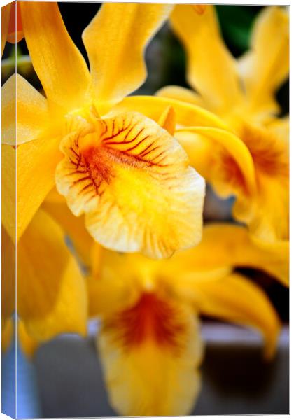 Yellow Orchid Flower Flowering Plant Canvas Print by Andy Evans Photos