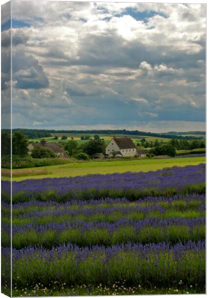 A Sea of Purple: Lavender Fields in the English Co Canvas Print by Andy Evans Photos