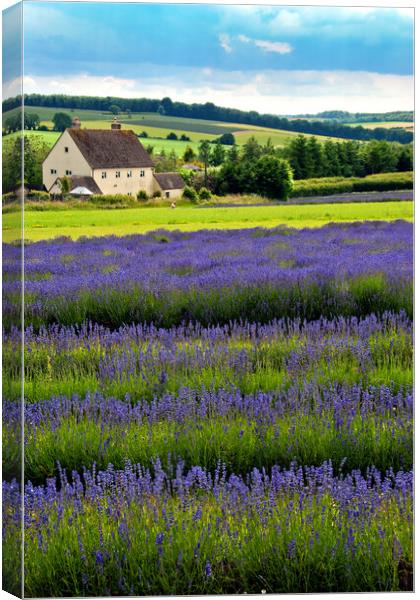 Lavender Field Summer Flowers Cotswolds England Canvas Print by Andy Evans Photos