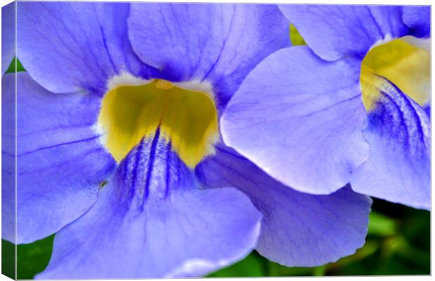 Streptocarpus Speicies, Blue Flowers found in Spain Canvas Print by Andy Evans Photos