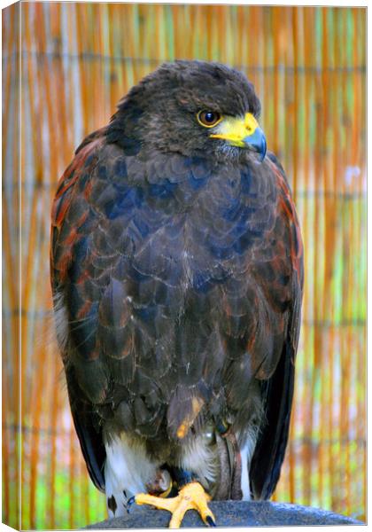 Harris Hawk Bird Of Prey Canvas Print by Andy Evans Photos