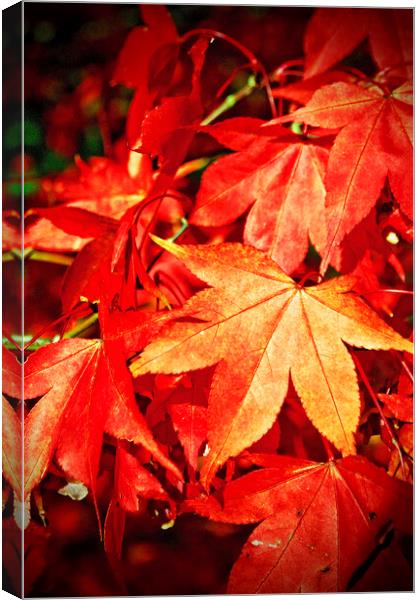 Autumn Acer Tree Westonbirt Arboretum Cotswolds Canvas Print by Andy Evans Photos