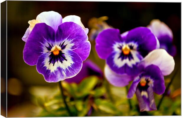 Blue Pansy Pansies Violas Summer Flowers Canvas Print by Andy Evans Photos