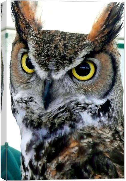 Great Horned Owl Bird Of Prey Canvas Print by Andy Evans Photos