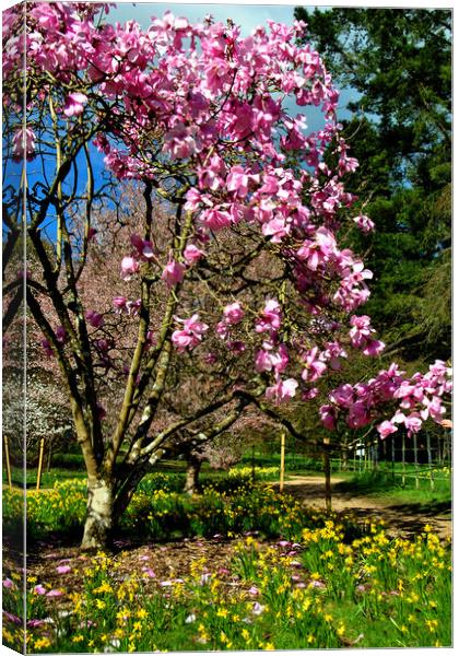 Magnolia Tree Batsford Arboretum Cotswolds UK Canvas Print by Andy Evans Photos