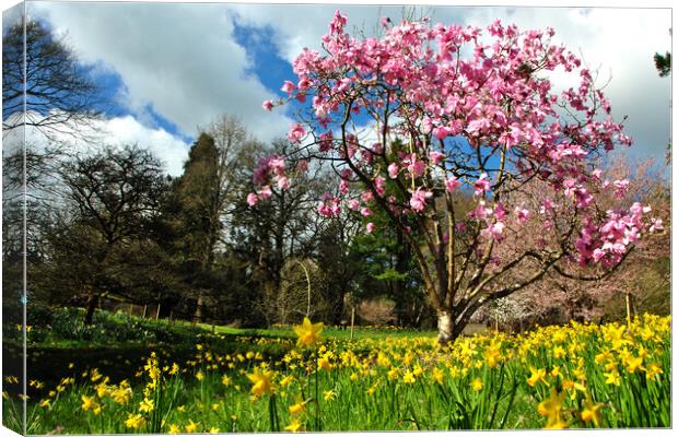 Magnolia Tree Batsford Arboretum Cotswolds UK Canvas Print by Andy Evans Photos