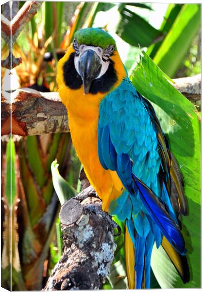 Macaw Parrot Yellow And Blue Bird Canvas Print by Andy Evans Photos