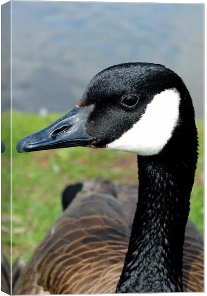 Canada Goose Canadian Geese Wild Bird Canvas Print by Andy Evans Photos