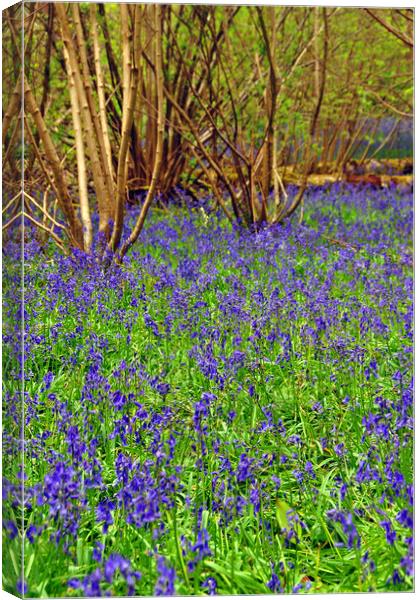 Enchanting Bluebell Delight Canvas Print by Andy Evans Photos