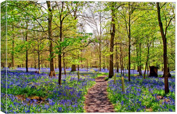Enchanting Bluebell Woodland, Oxfordshire Canvas Print by Andy Evans Photos
