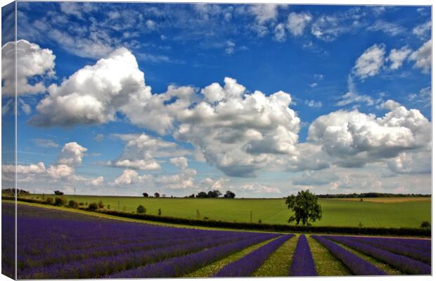 Enchanting Lavender Seascape, Cotswolds, England Canvas Print by Andy Evans Photos