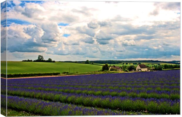 Lavender Field Purple Flowers Cotswolds England Canvas Print by Andy Evans Photos