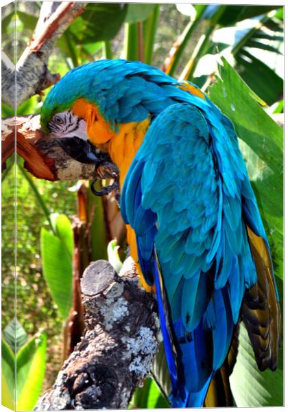 Resplendent Azure and Gold Macaw Canvas Print by Andy Evans Photos