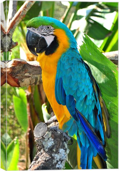 Vibrant Macaw Parrot: Nature's Colour Palette Canvas Print by Andy Evans Photos