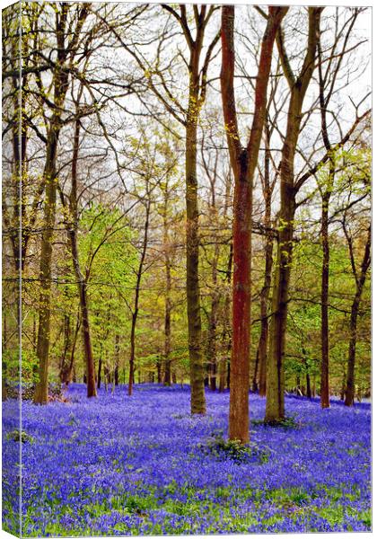 Bluebell Woods Greys Court Oxfordshire England UK Canvas Print by Andy Evans Photos