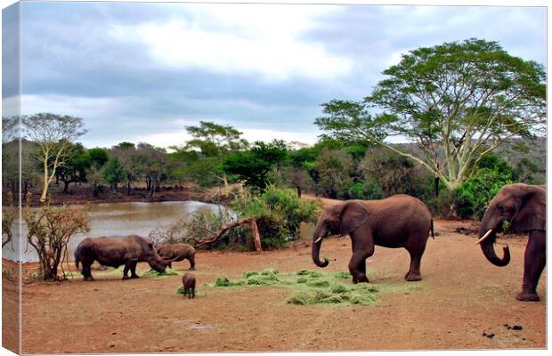 African Elephant White Rhinoceros South Africa Canvas Print by Andy Evans Photos