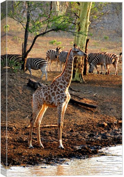 Giraffe Zulu Nyala Game Reserve South Africa Canvas Print by Andy Evans Photos