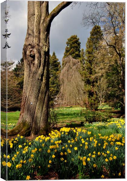 Batsford Arboretum Moreton In Marsh Cotswolds UK Canvas Print by Andy Evans Photos