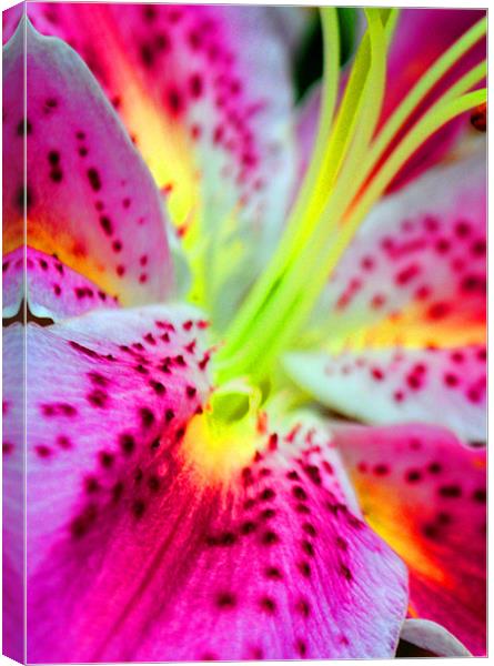 Pink Lily Canvas Print by Andy Evans Photos