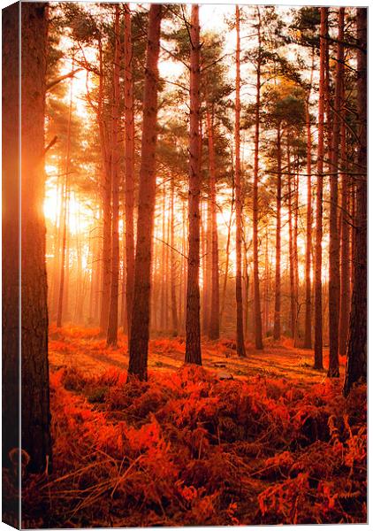 Wokefield Common, West Berkshire Canvas Print by Andy Evans Photos