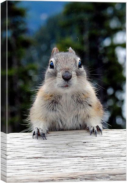 Chipmunk in Banff, Canada Canvas Print by Andy Evans Photos