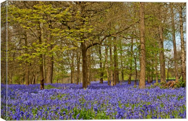 Bluebell Woods Greys Court Oxfordshire  Canvas Print by Andy Evans Photos
