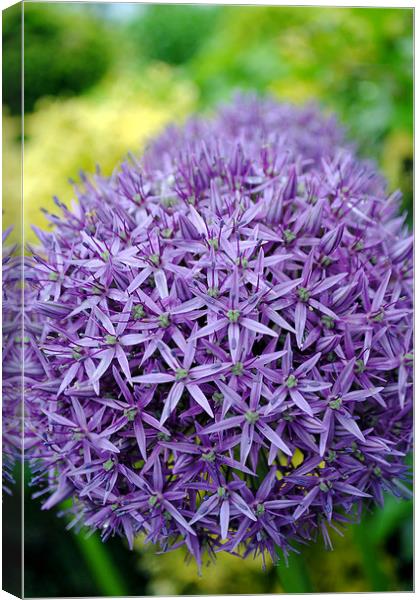Allium hollandicum Purple flower Canvas Print by Andy Evans Photos
