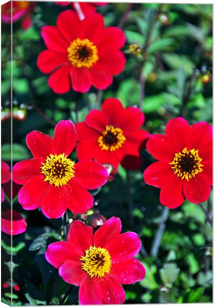 Flowering red Dahlia summer flower Canvas Print by Andy Evans Photos