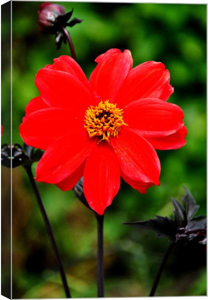 Flowering red Dahlia summer flower Canvas Print by Andy Evans Photos