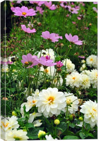 White Dahlia and Pink Coreopsis cosmos flowers  Canvas Print by Andy Evans Photos