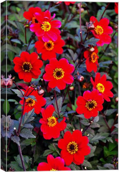 Red Dahila summer flowers flowering plants Canvas Print by Andy Evans Photos