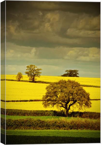 Golden Canola Fields Canvas Print by Andy Evans Photos