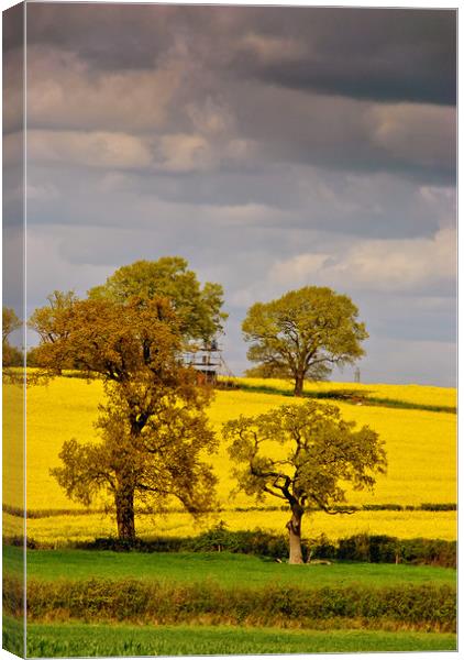 Golden Fields of Mortimer Canvas Print by Andy Evans Photos