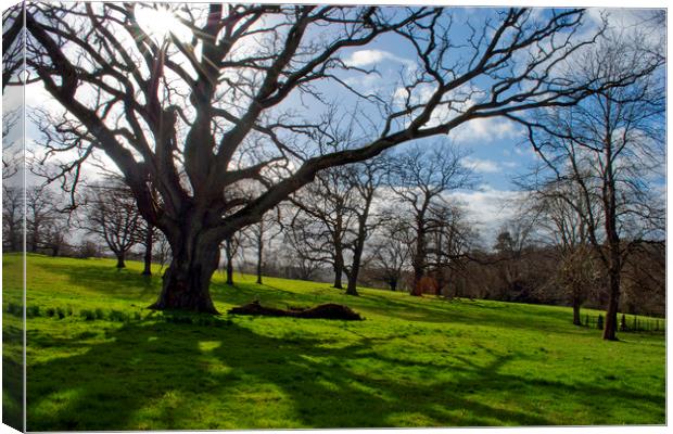 Old Tree at The Vyne Sherborne St John Canvas Print by Andy Evans Photos