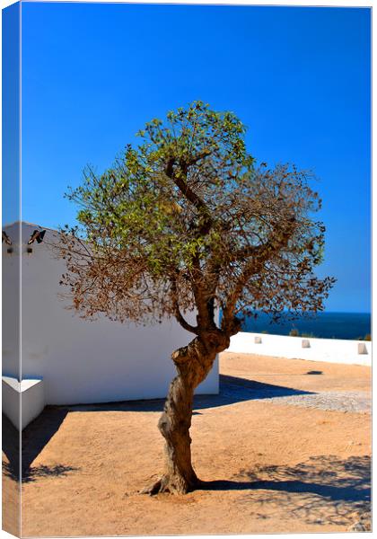  Old Olive tree in the Algarve Portugal Canvas Print by Andy Evans Photos