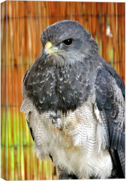 Chilean Eagle Black Chested Buzzard Eagle Canvas Print by Andy Evans Photos