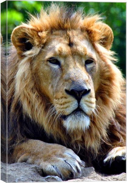 Asiatic Lion panthera leo persica big cat male Canvas Print by Andy Evans Photos